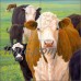 Cow Art Tile Mural Backsplash Elliott Ceramic Country Life CCI-LE251   112473550819